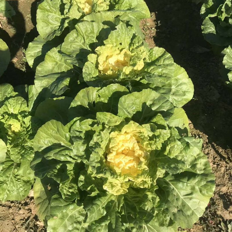 青硕小矮狮黄心大白菜种子中狮头蔬菜种口感好中熟高产抗病