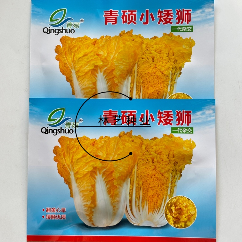 青硕小矮狮黄心大白菜种子中狮头蔬菜种口感好中熟高产抗病