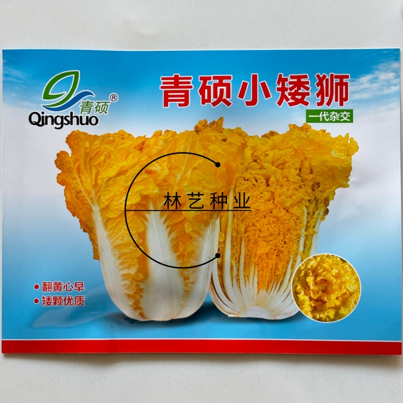 青硕小矮狮黄心大白菜种子中狮头蔬菜种口感好中熟高产抗病
