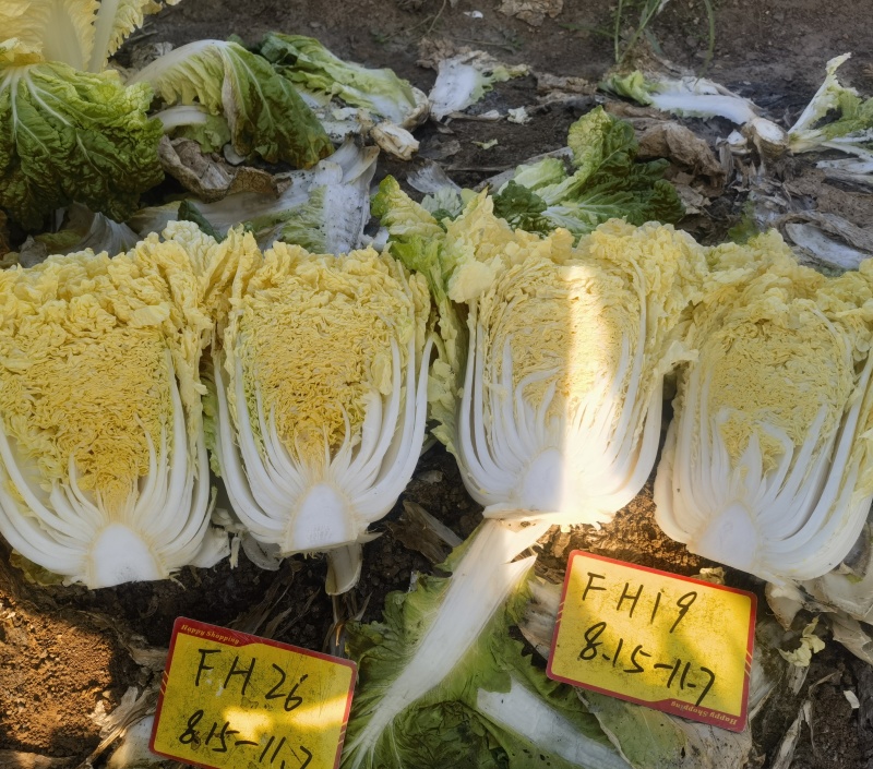 青硕小矮狮黄心大白菜种子中狮头蔬菜种口感好中熟高产抗病