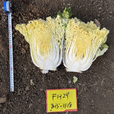 青硕小矮狮黄心大白菜种子中狮头蔬菜种口感好中熟高产抗病