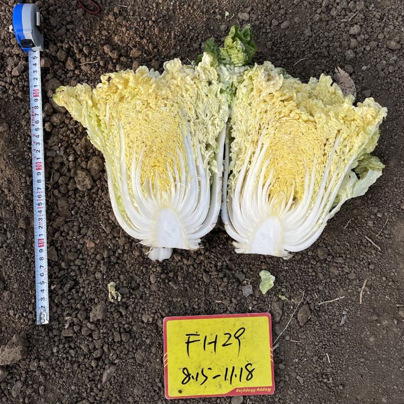 青硕小矮狮黄心大白菜种子中狮头蔬菜种口感好中熟高产抗病
