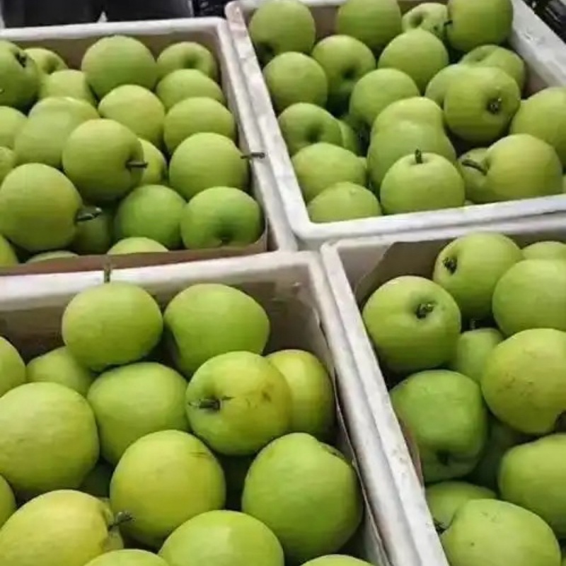 酥脆1号大量上市