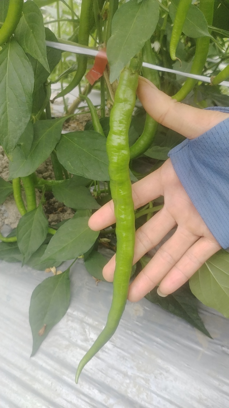 线椒