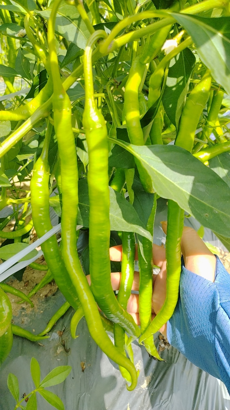 线椒