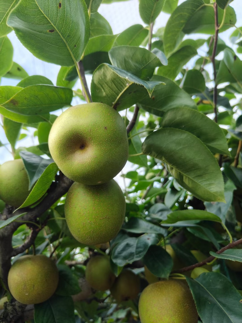 黄皮小蜜梨和翠冠梨