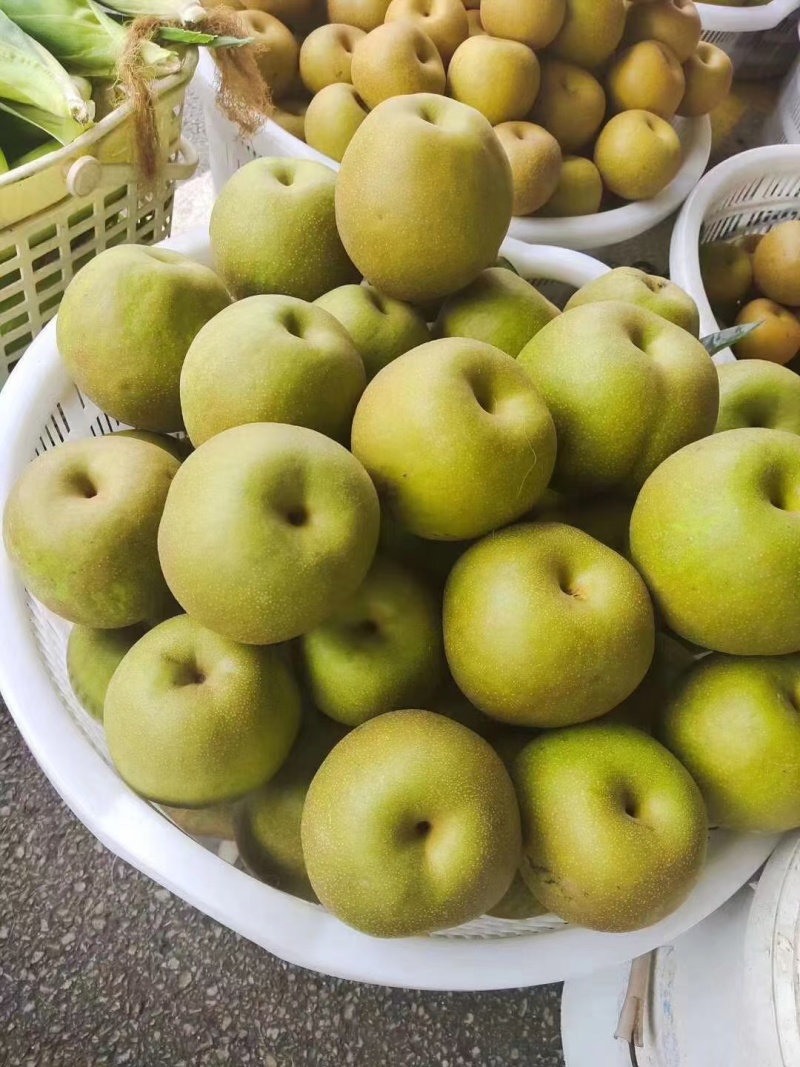 黄皮小蜜梨和翠冠梨