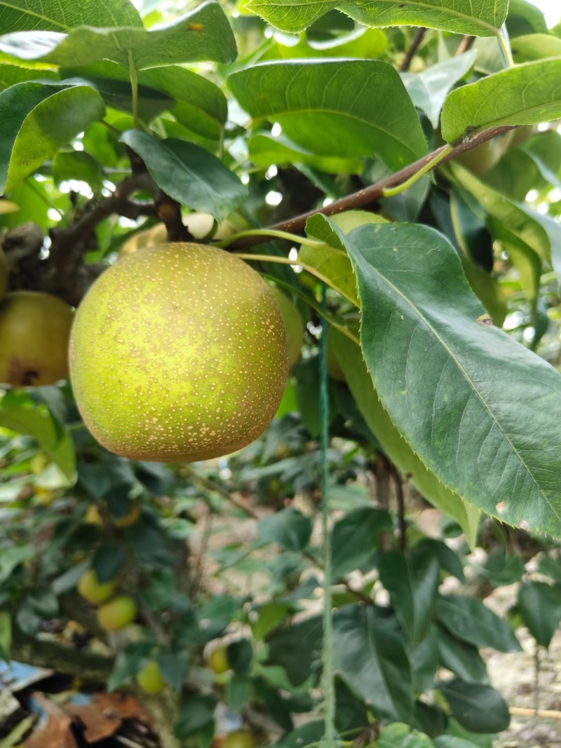 黄皮小蜜梨和翠冠梨