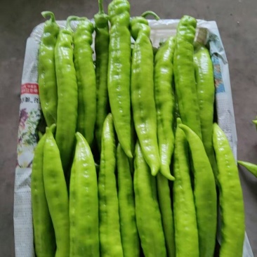 黄皮辣椒