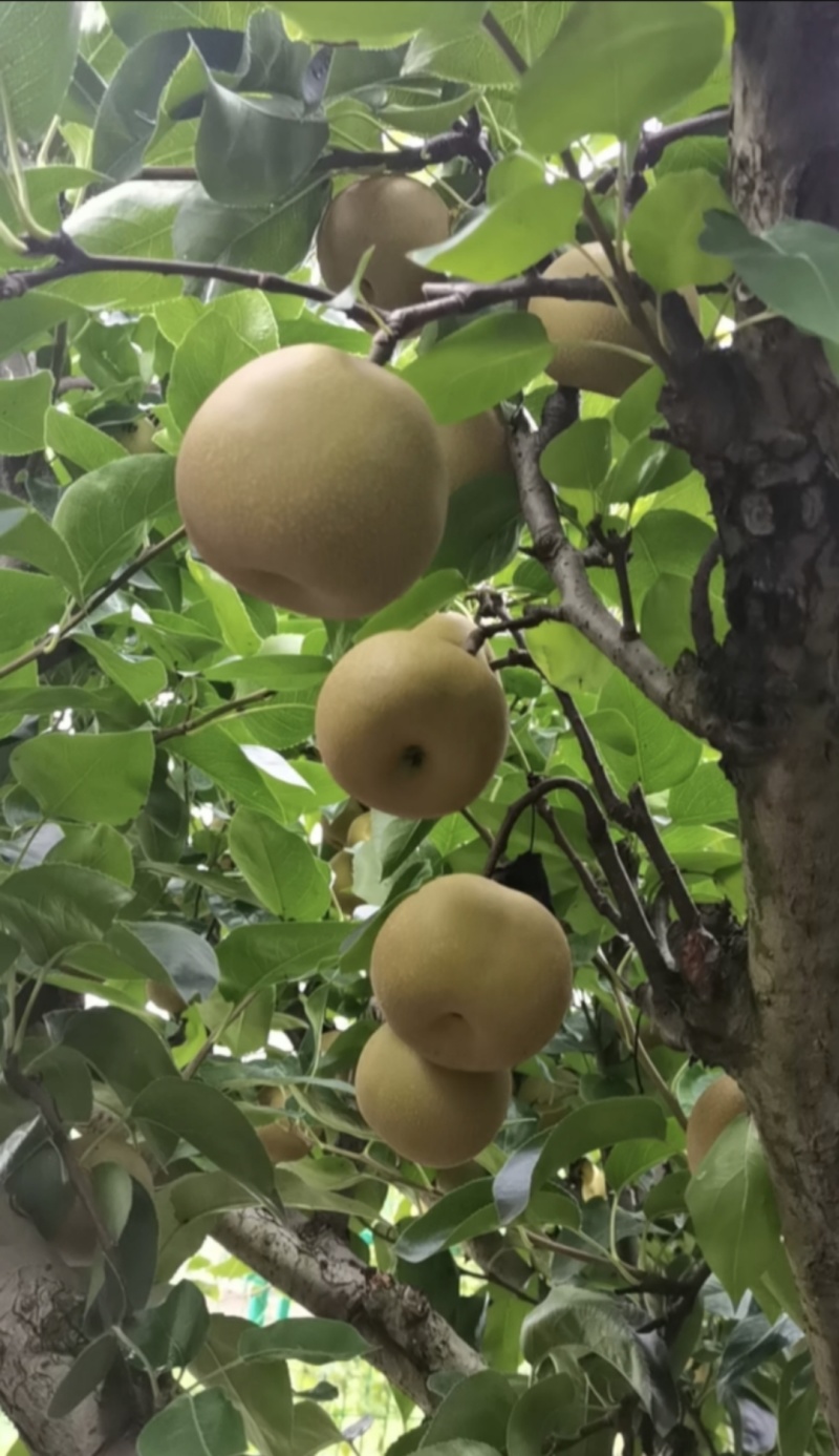 黄皮小蜜梨和翠冠梨