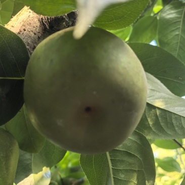 黄皮小蜜梨和翠冠梨