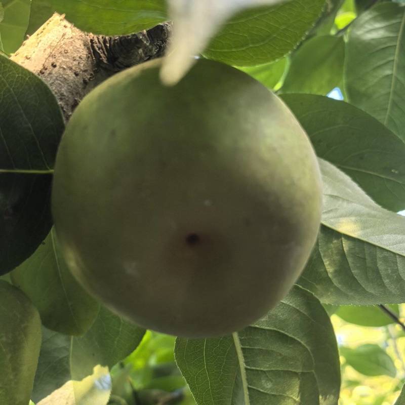 黄皮小蜜梨和翠冠梨