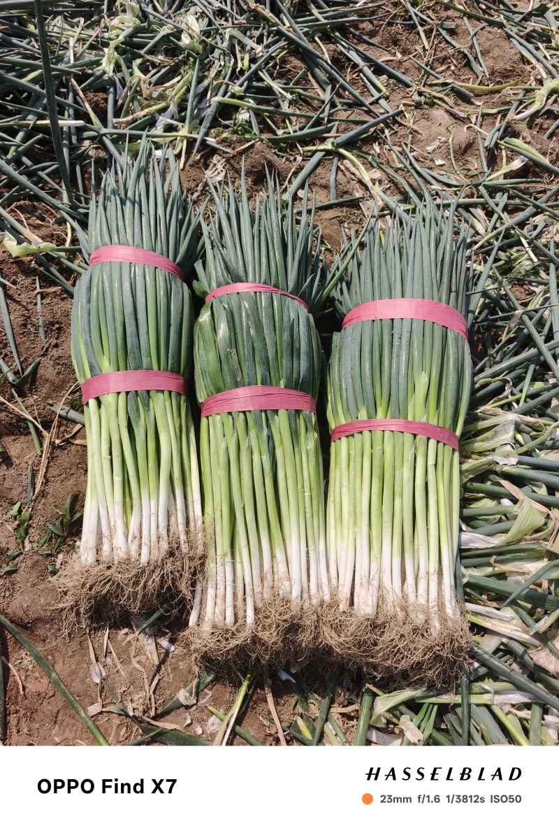 大葱，长白大葱，地膜插葱，刚葱，电商平台**，各大市场
