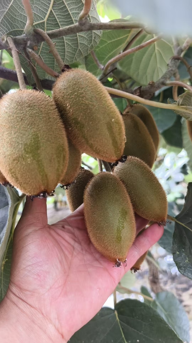 湖南湘西吉首凤凰县产区米良1号开始出货货源充足，量大从优