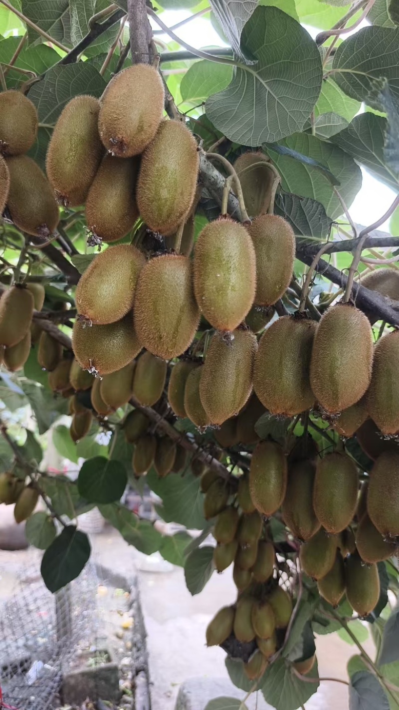 湖南湘西吉首凤凰县产区米良1号开始出货货源充足，量大从优