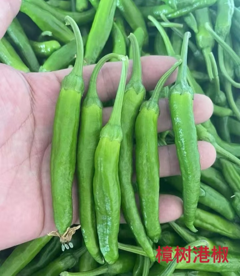 樟树港椒辣椒种子亮绿香辣多果高产抗病商品性佳