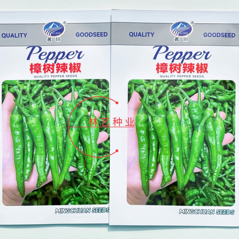 樟树港椒辣椒种子亮绿香辣多果高产抗病商品性佳