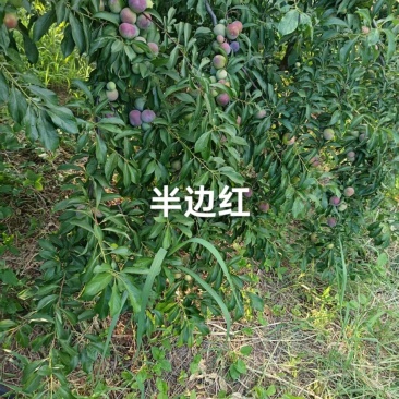 半边就这两天上市，数量有限，