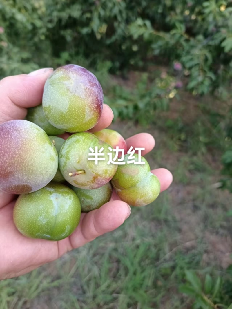 半边就这两天上市，数量有限，