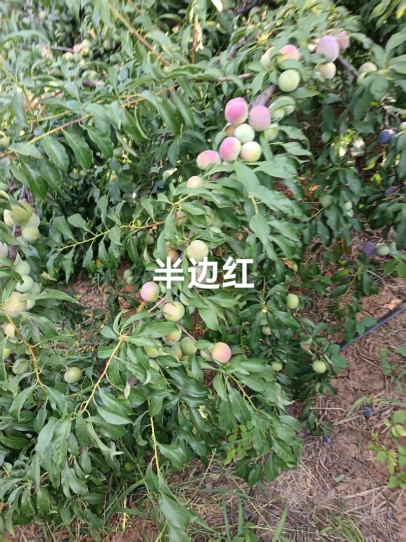 半边就这两天上市，数量有限，