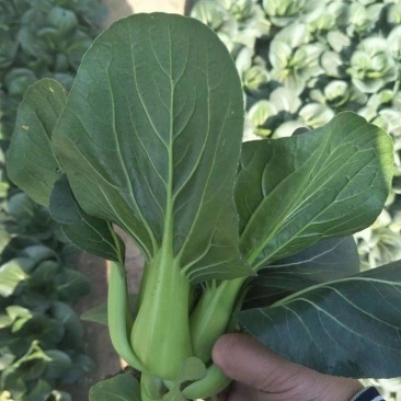黑冰青梗菜种子苏州青耐热耐寒束腰叶青菜种籽叶柄亮绿春秋季