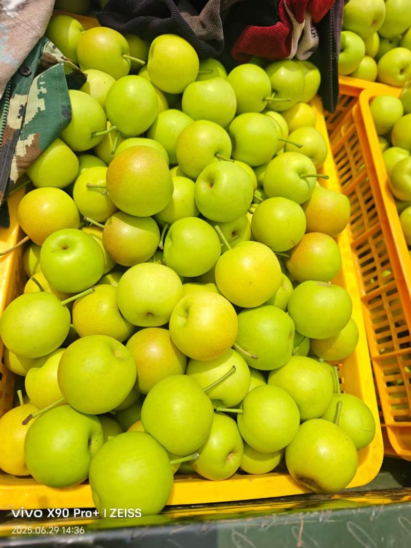云南丁香梨。蜂糖梨！大量上市欢迎采购