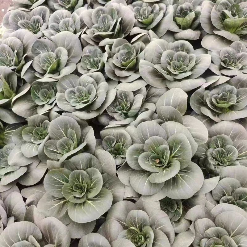 黑冰青梗菜种子苏州青耐热耐寒束腰叶青菜种籽叶柄亮绿春秋季