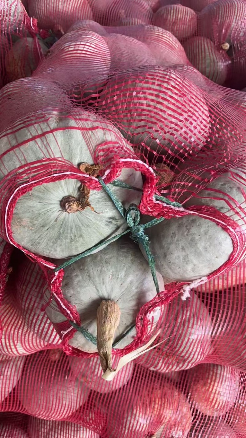 银板栗南瓜