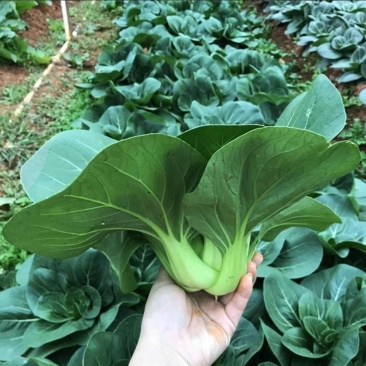 青硕黑冰青梗菜种子青菜籽耐热耐寒蔬菜基地菜园四季播种蔬菜