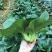 青硕黑冰青梗菜种子青菜籽耐热耐寒蔬菜基地菜园四季播种蔬菜