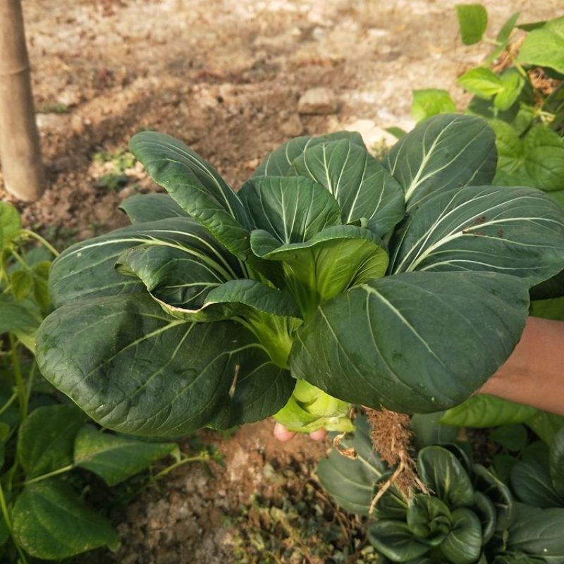 青硕黑冰青梗菜种子青菜籽耐热耐寒蔬菜基地菜园四季播种蔬菜