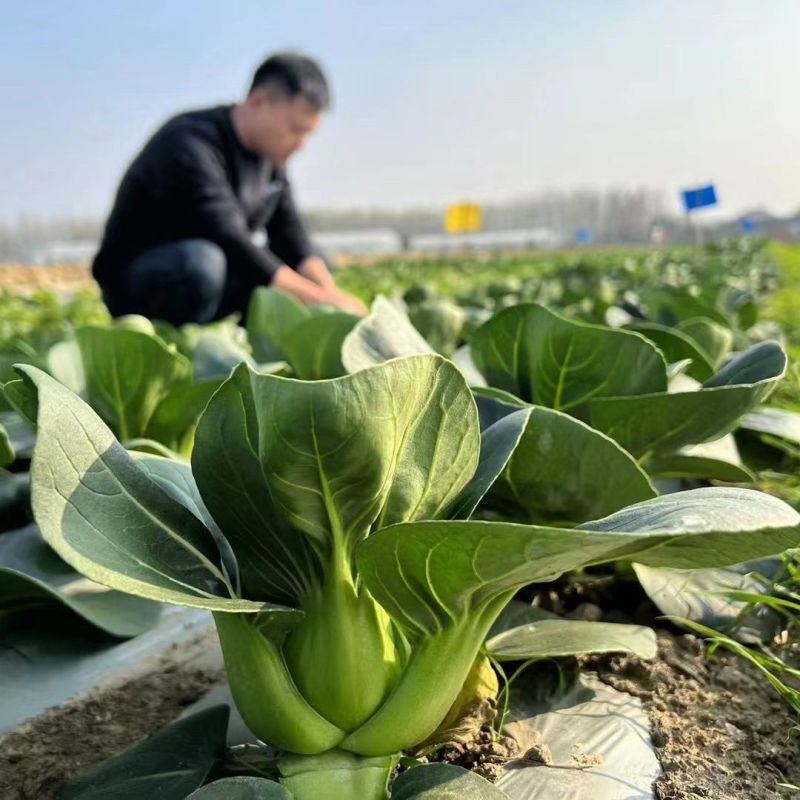 青硕黑冰青梗菜种子青菜籽耐热耐寒蔬菜基地菜园四季播种蔬菜