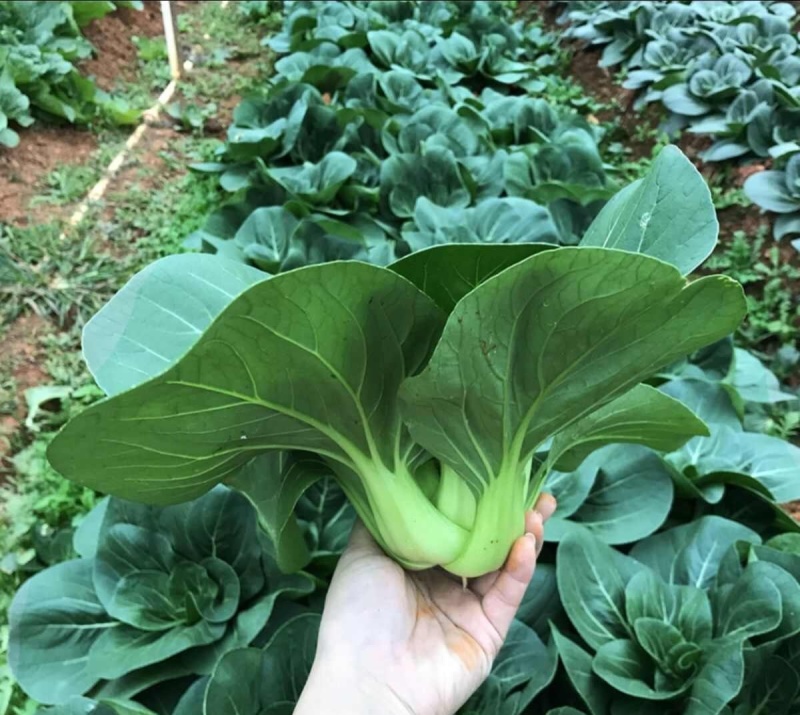 青硕黑冰青梗菜种子青菜籽耐热耐寒蔬菜基地菜园四季播种蔬菜