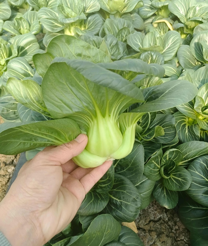 青硕黑冰青梗菜种子青菜籽耐热耐寒蔬菜基地菜园四季播种蔬菜