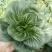 青硕黑冰青梗菜种子青菜籽耐热耐寒蔬菜基地菜园四季播种蔬菜