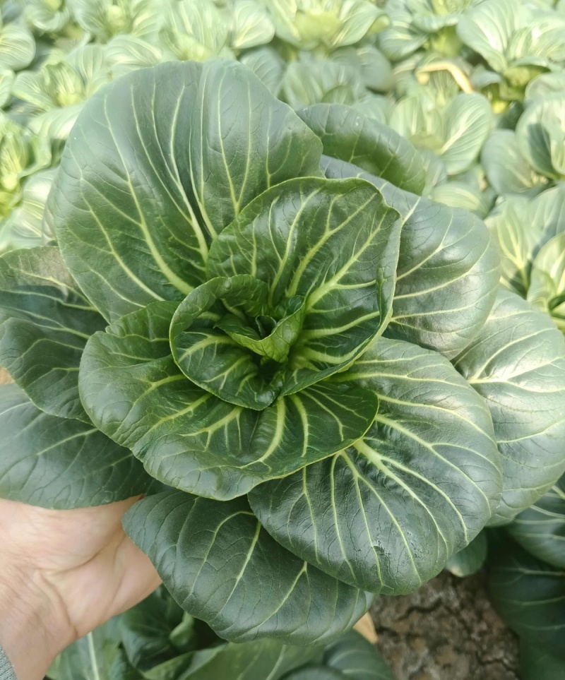 青硕黑冰青梗菜种子青菜籽耐热耐寒蔬菜基地菜园四季播种蔬菜