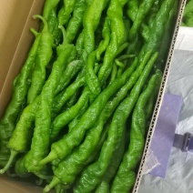 湘菜馆专用辣椒