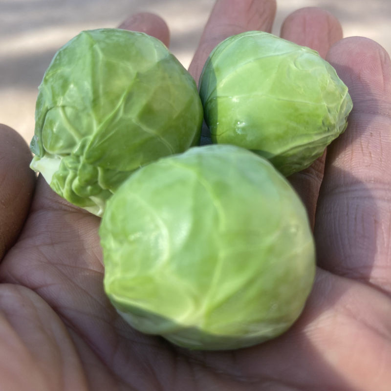 德盛孢子甘蓝种子高产抗病耐热耐寒农家菜园家庭种植蔬菜