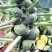 德盛孢子甘蓝种子高产抗病耐热耐寒农家菜园家庭种植蔬菜