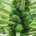 德盛孢子甘蓝种子高产抗病耐热耐寒农家菜园家庭种植蔬菜