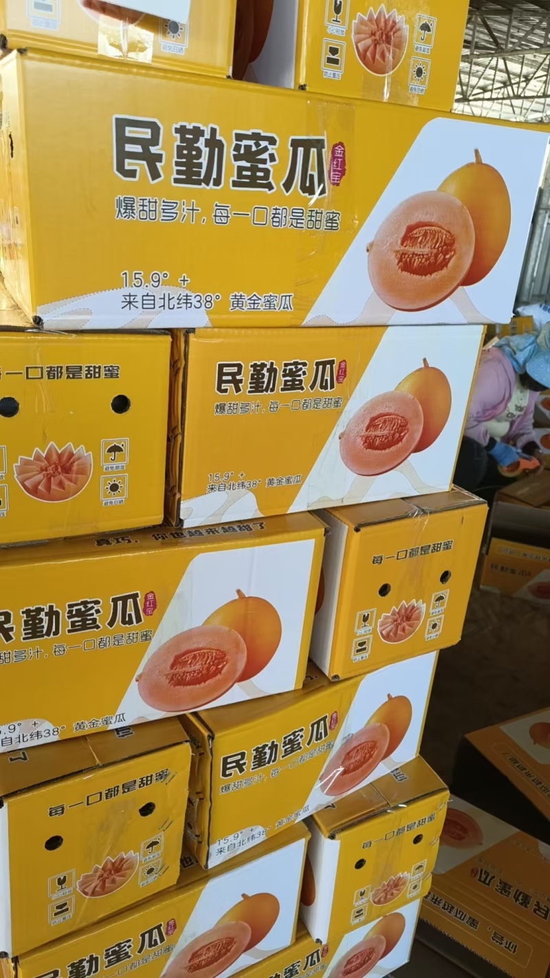 甘肃沙漠民勤蜜瓜金红宝，一件代发，团购，