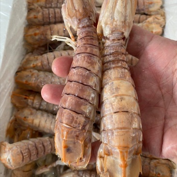 慢爪熟冻皮皮虾半肉皮皮虾