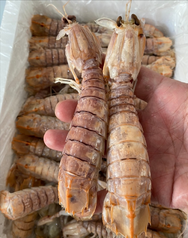 慢爪熟冻皮皮虾半肉皮皮虾