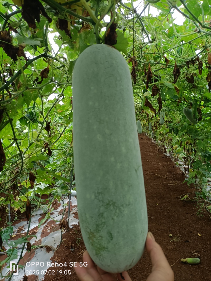 毛节瓜大量货源