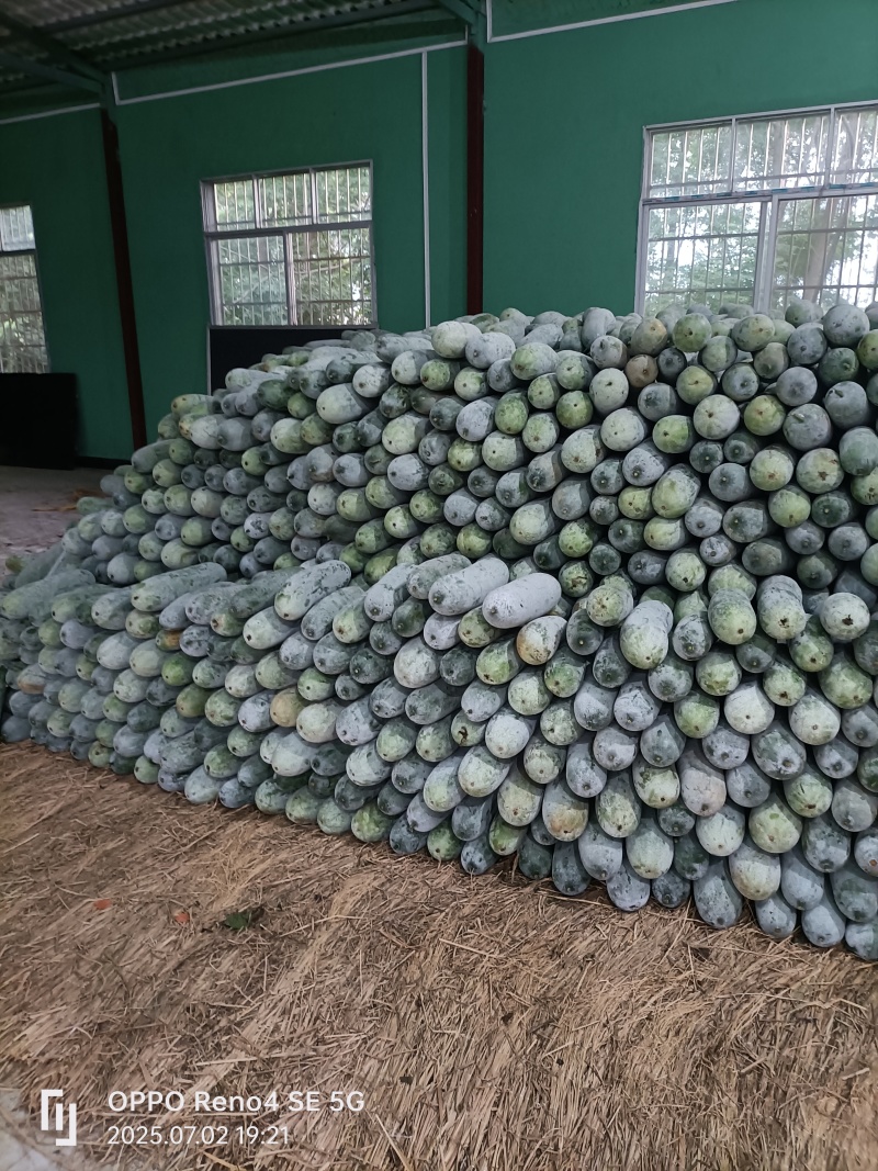 毛节瓜大量货源