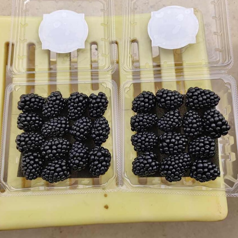 黑树莓