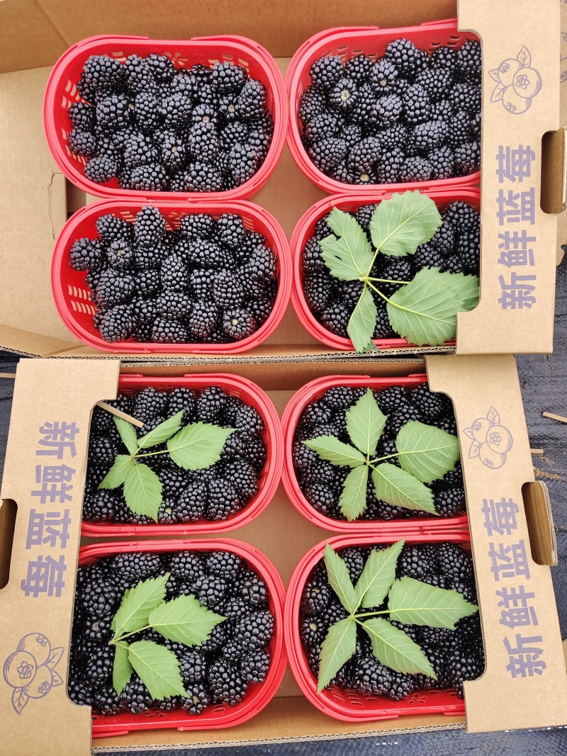 黑树莓