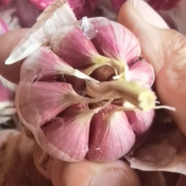 云南大理红蒜干货，长期有货保证质量，欢迎老板到现场看货。