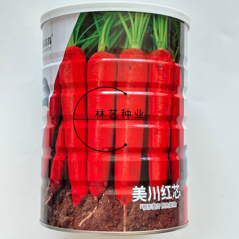 美川红芯杂交一代胡萝卜根形整齐颜色亮丽肉质鲜红细嫩品质好