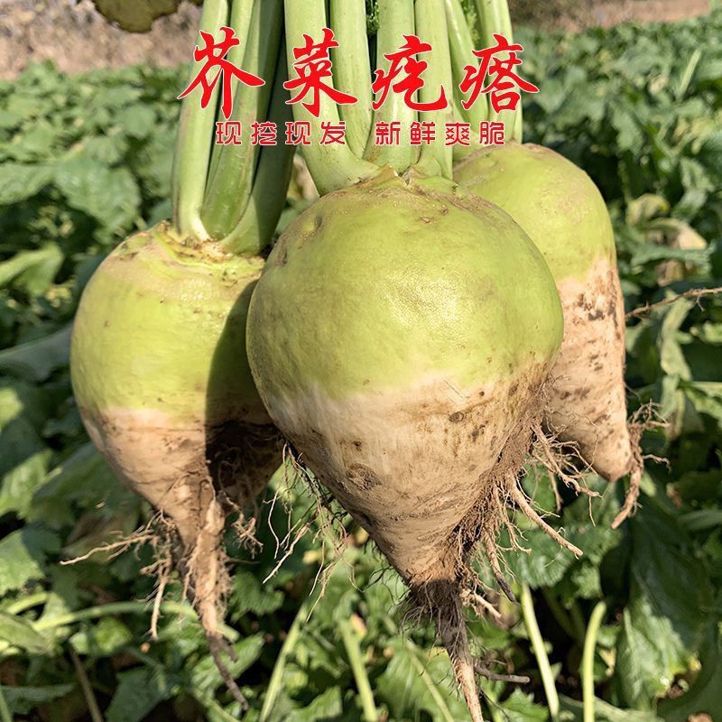 光头强芥菜种子一代杂交根用芥菜类型肉质根肥大根肉脆嫩介辣
